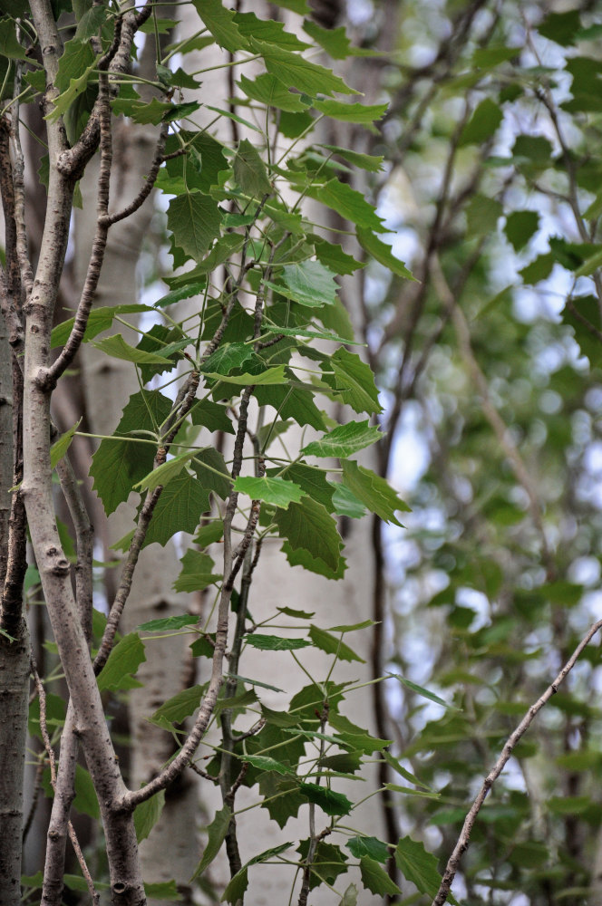 Изображение особи Populus alba.