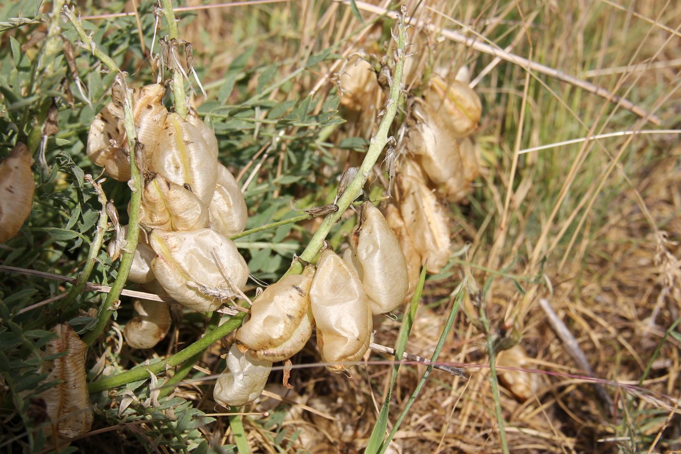 Изображение особи Astragalus masenderanus.
