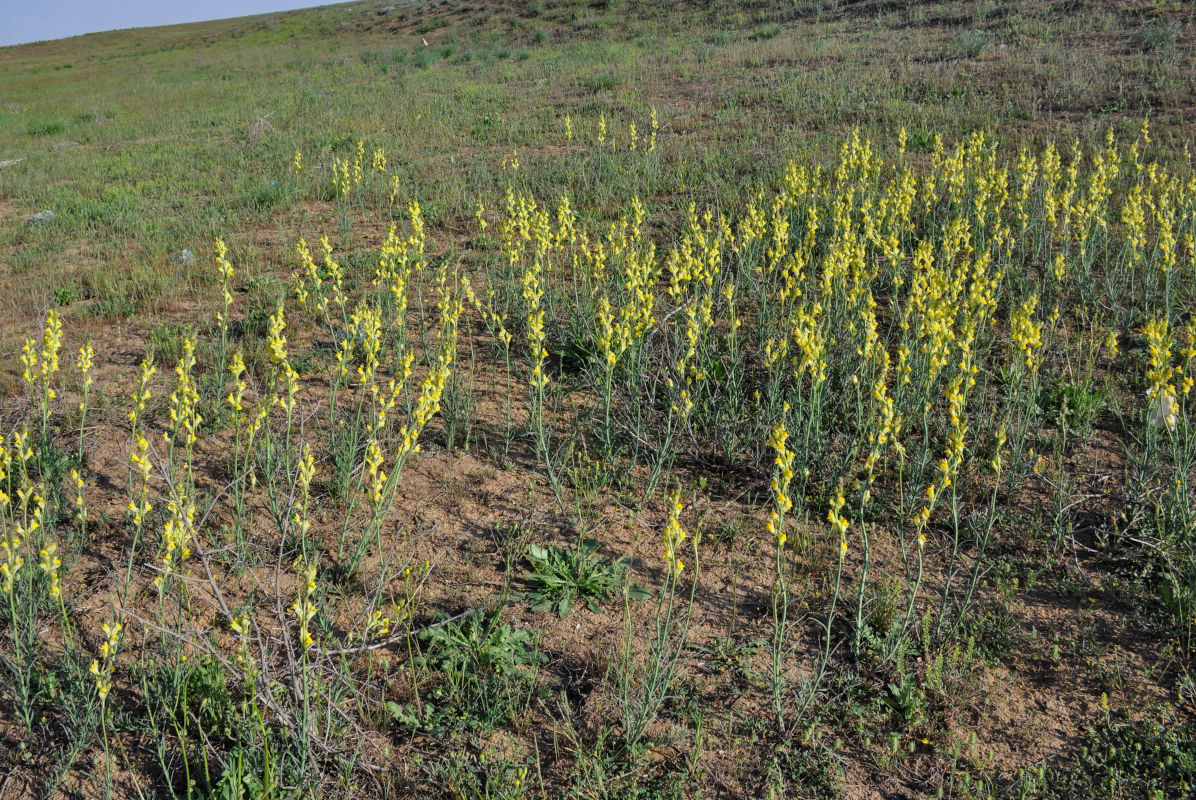 Изображение особи Linaria incompleta.