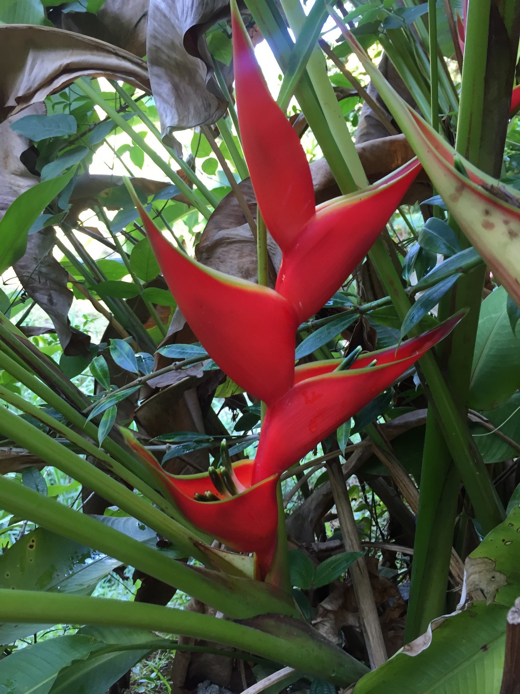 Image of Heliconia stricta specimen.