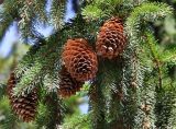 genus Picea