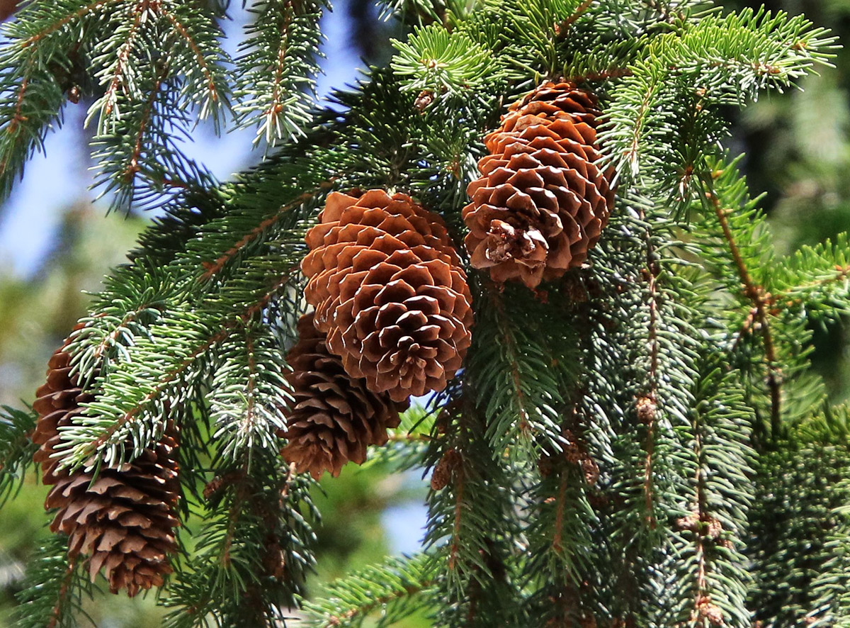 Image of genus Picea specimen.