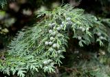 genus Chamaecyparis