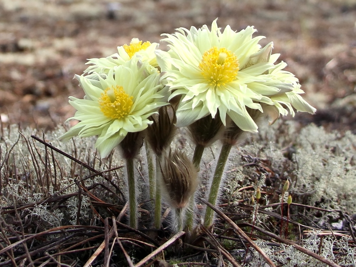 Изображение особи Pulsatilla orientali-sibirica.