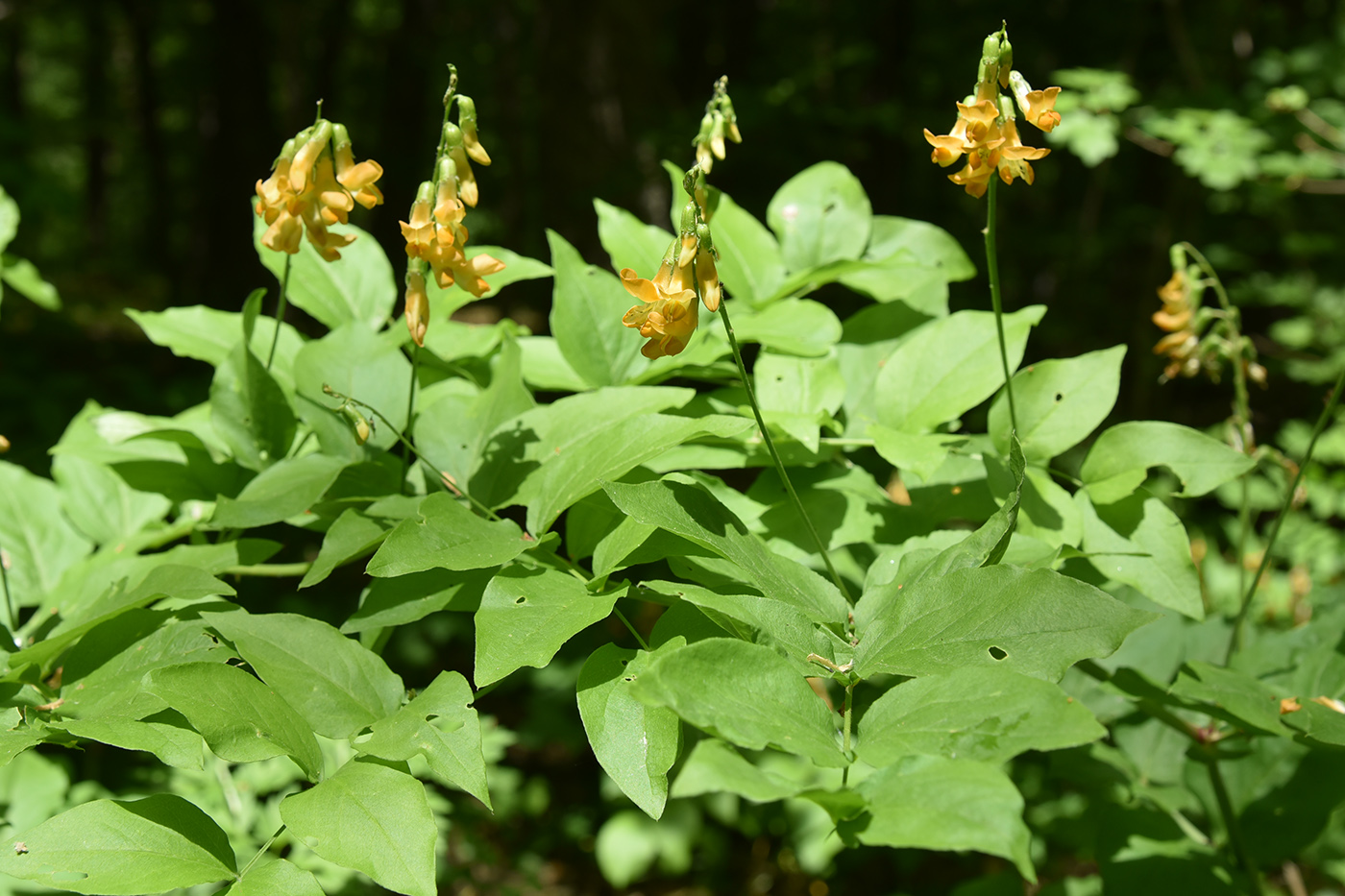 Изображение особи Lathyrus aureus.