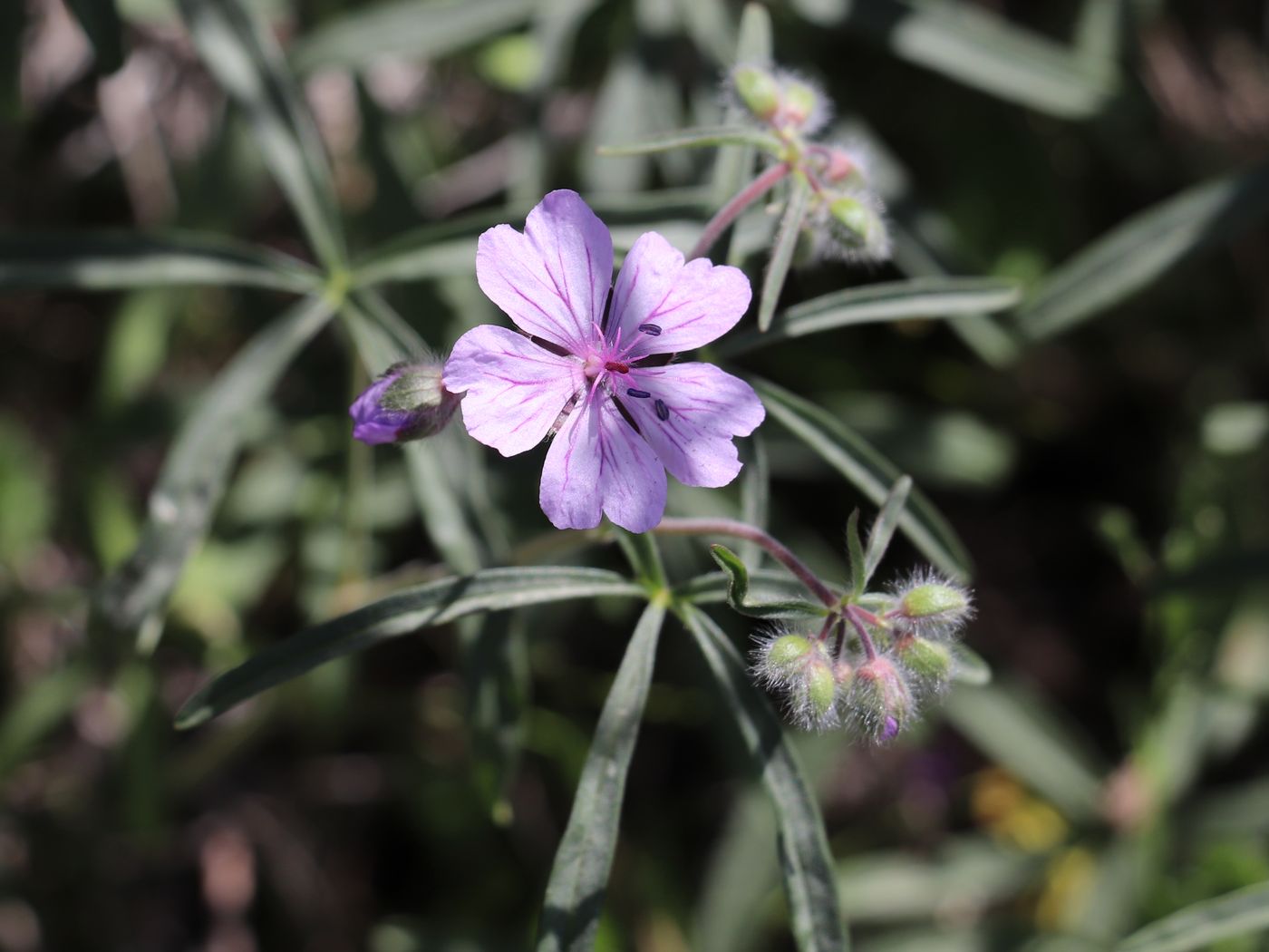 Изображение особи Geranium baschkyzylsaicum.