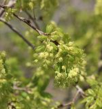 Acer ibericum