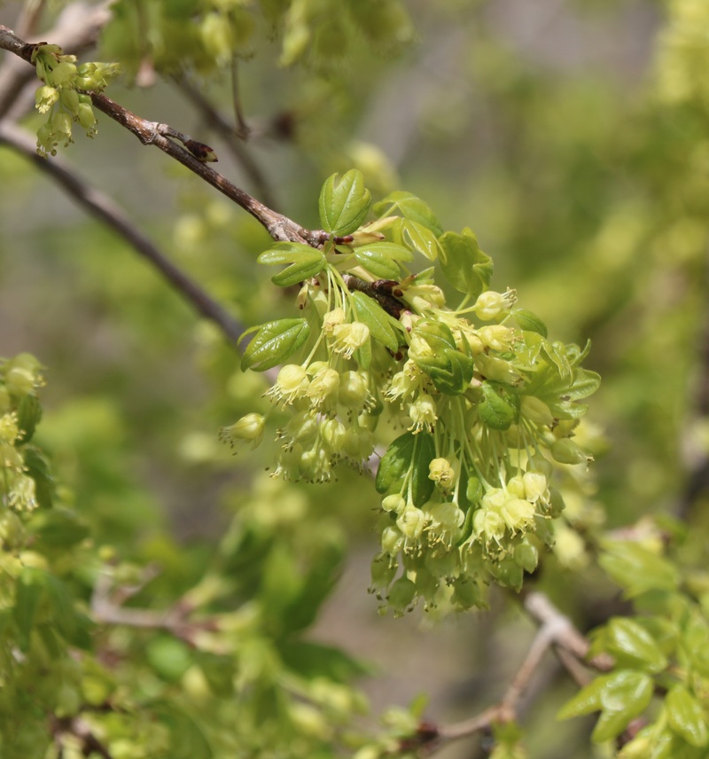 Image of Acer ibericum specimen.