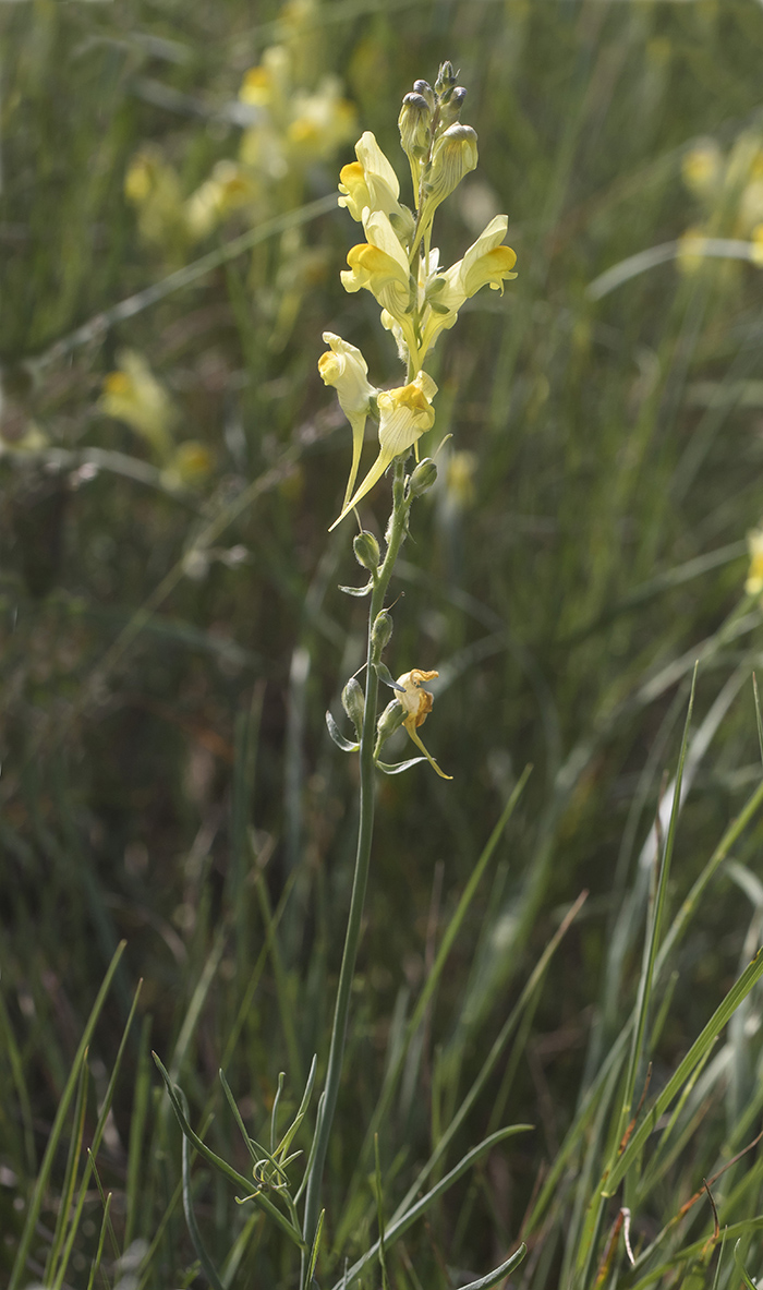 Image of Linaria macroura specimen.