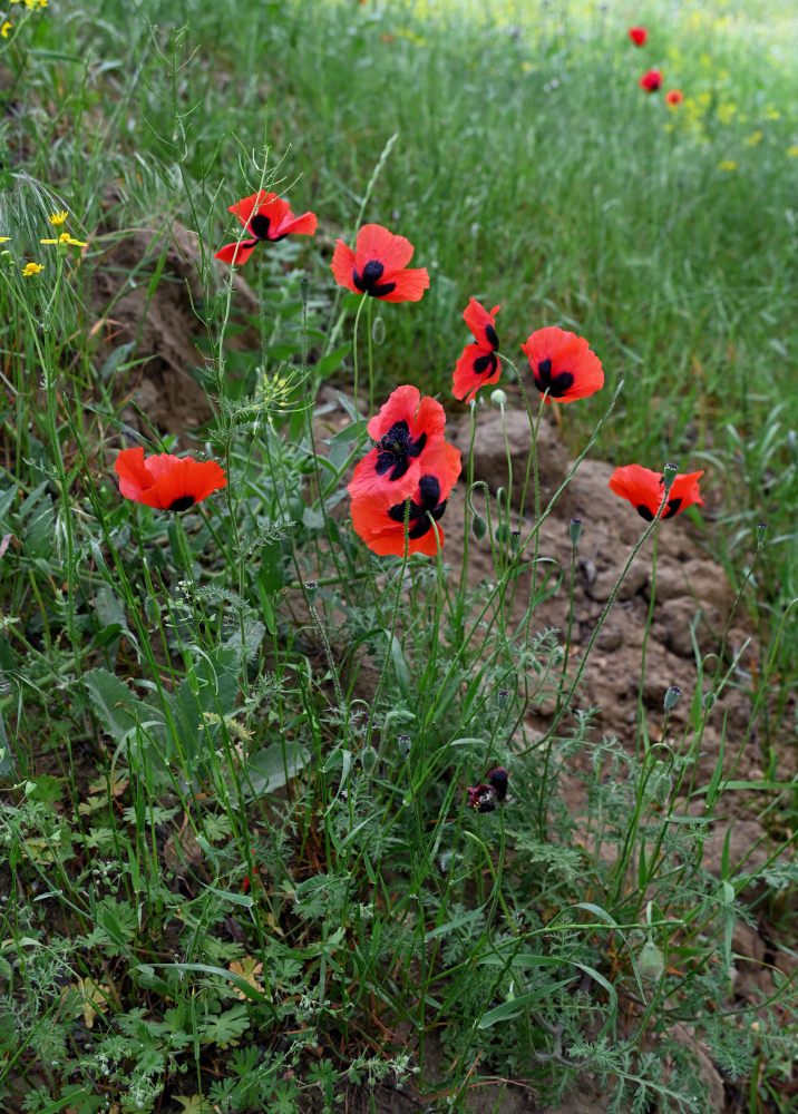 Image of genus Papaver specimen.