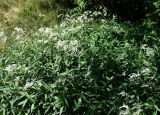 Aconogonon alpinum