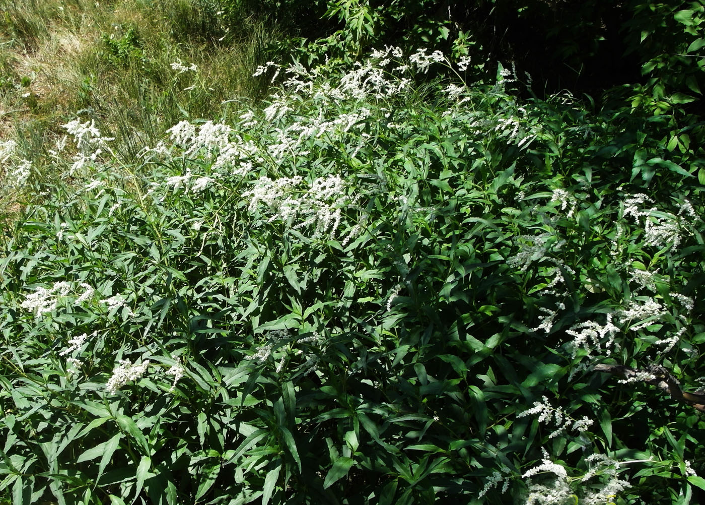 Изображение особи Aconogonon alpinum.