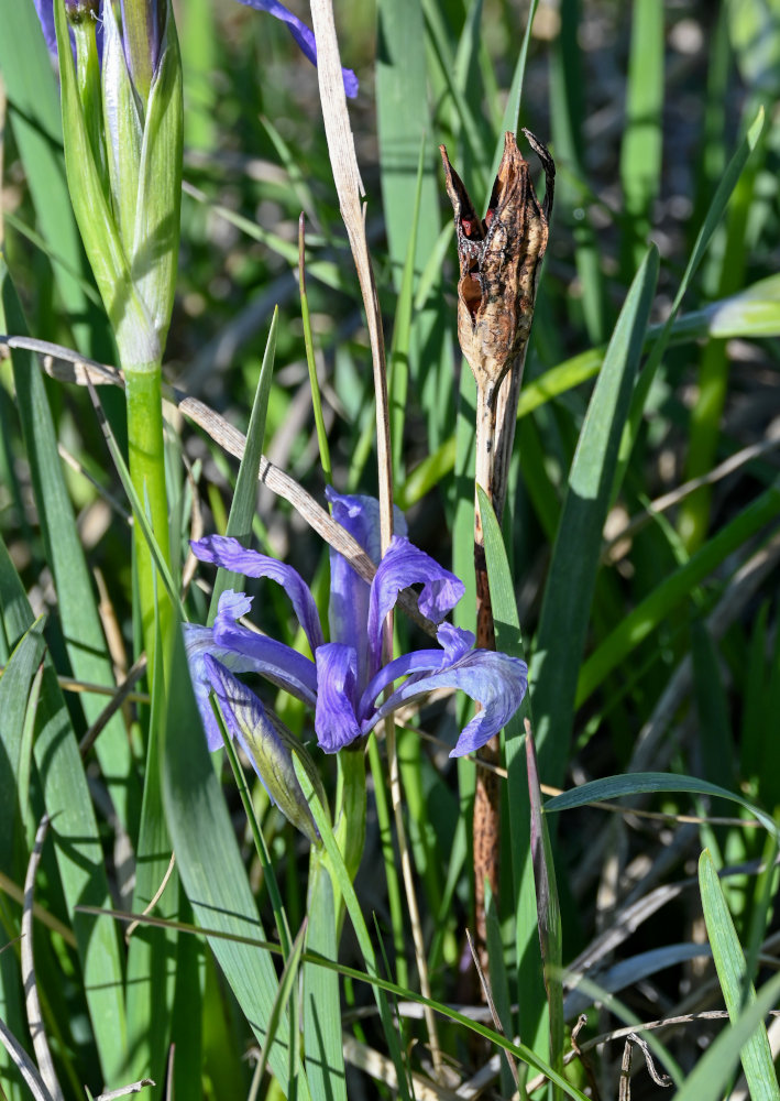 Изображение особи Iris biglumis.