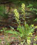 Pedicularis mandshurica. Цветущее растение. Приморский край, Тернейский р-н, окр. пгт Терней, в дубовом лесу. 09.06.2022.