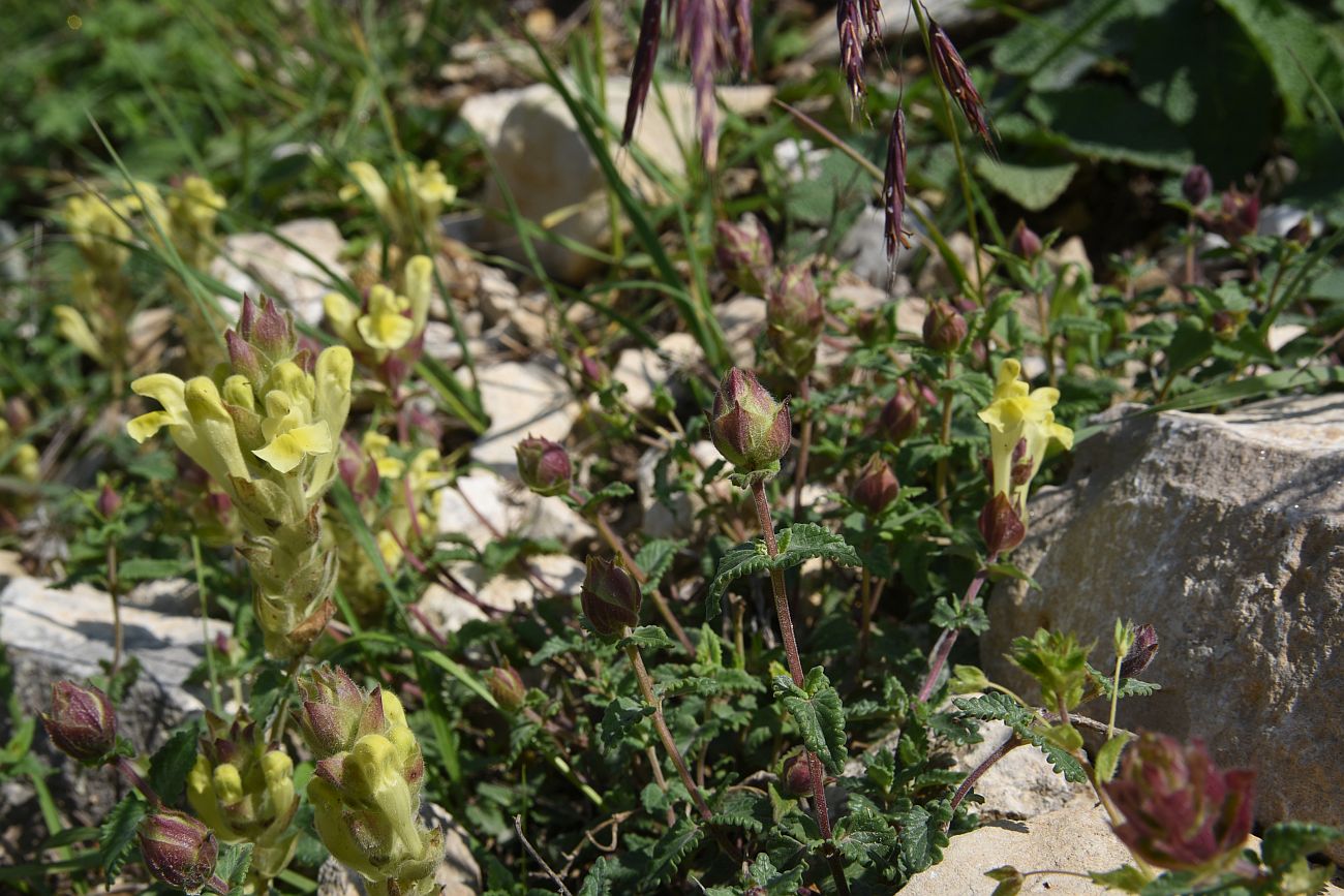 Изображение особи Scutellaria polyodon.