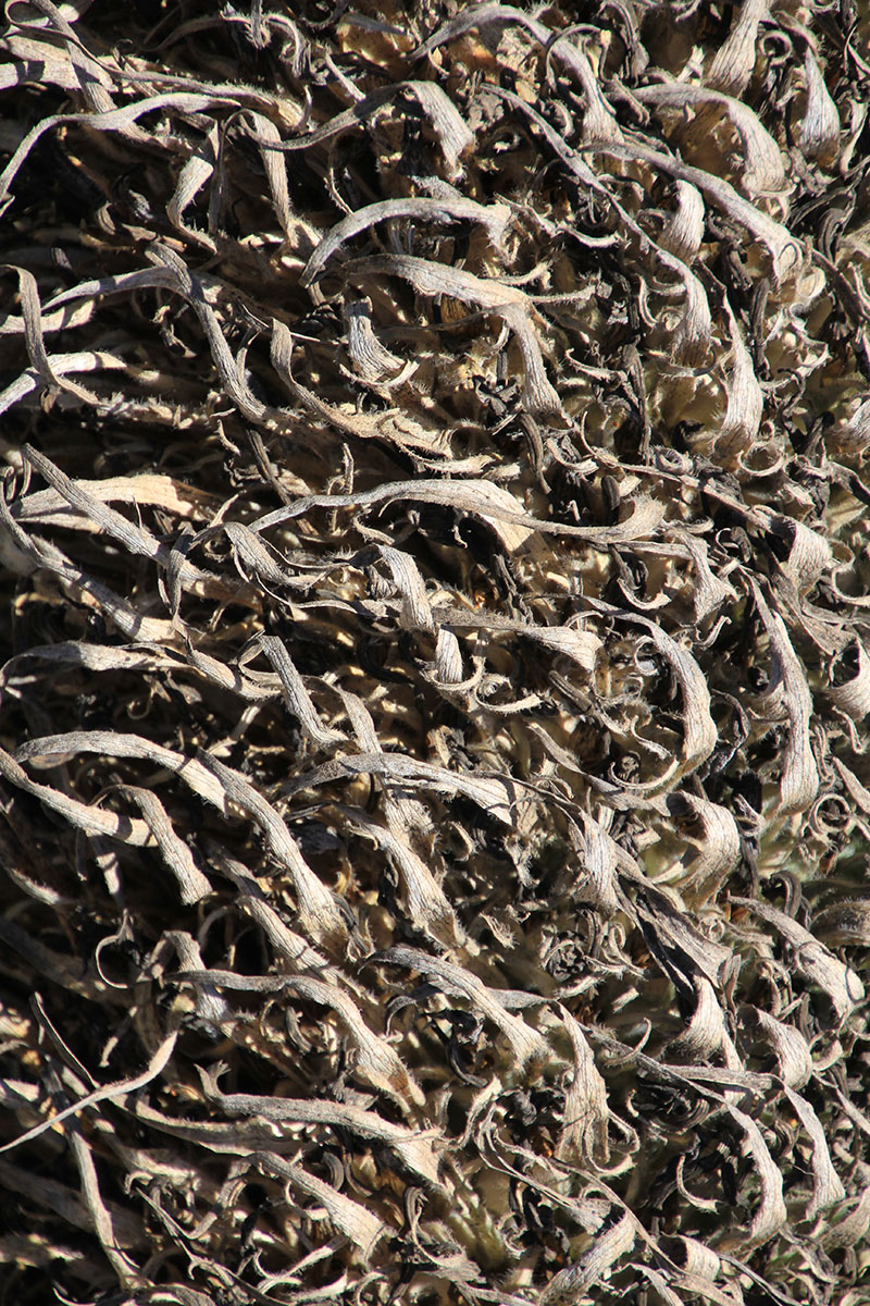 Image of Lobelia rhynchopetalum specimen.