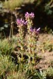 Pedicularis korolkowii