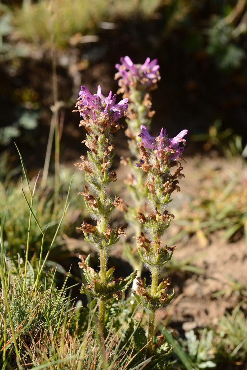 Image of Pedicularis korolkowii specimen.