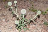 Echinops knorringianus