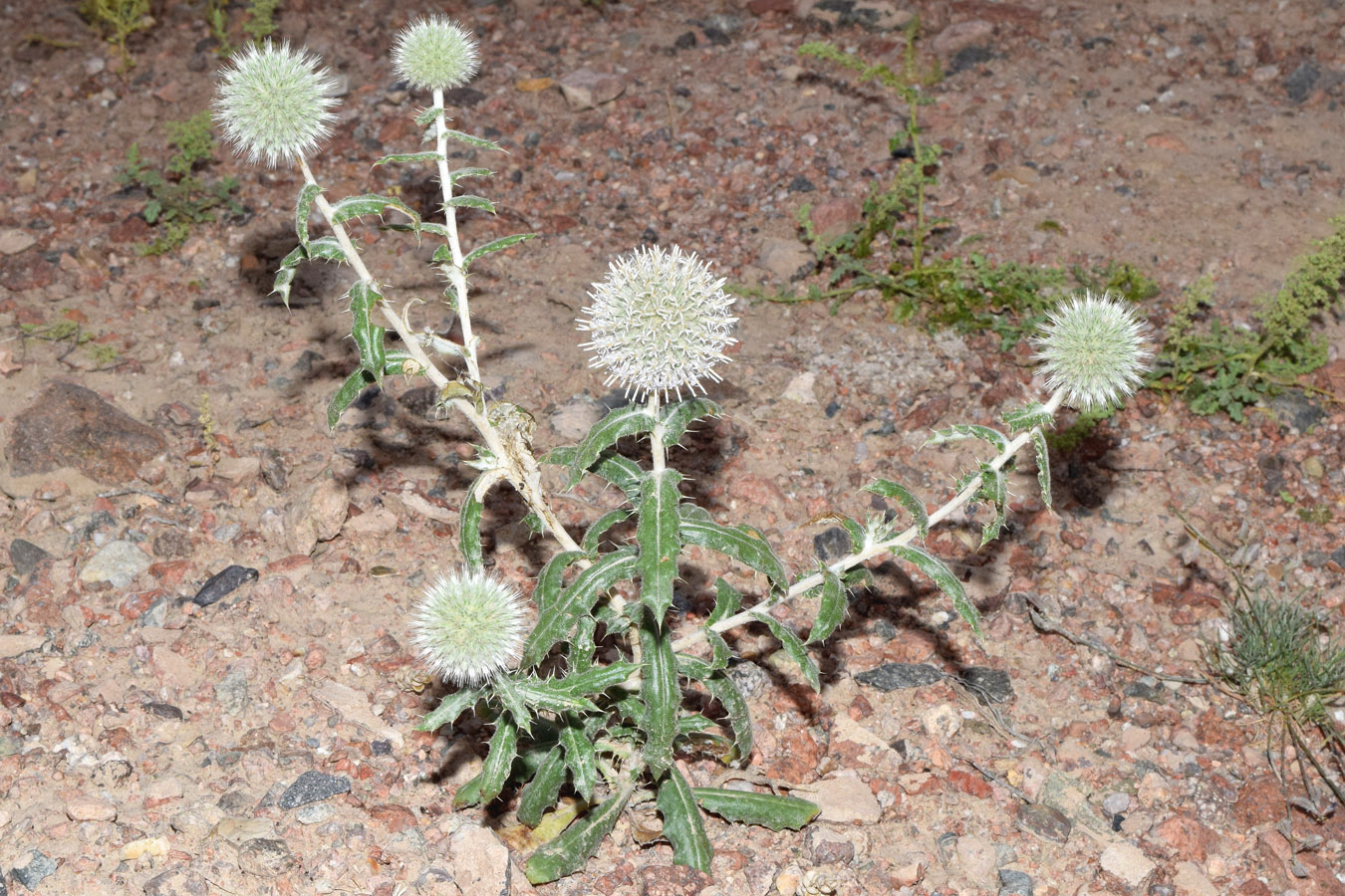 Изображение особи Echinops knorringianus.