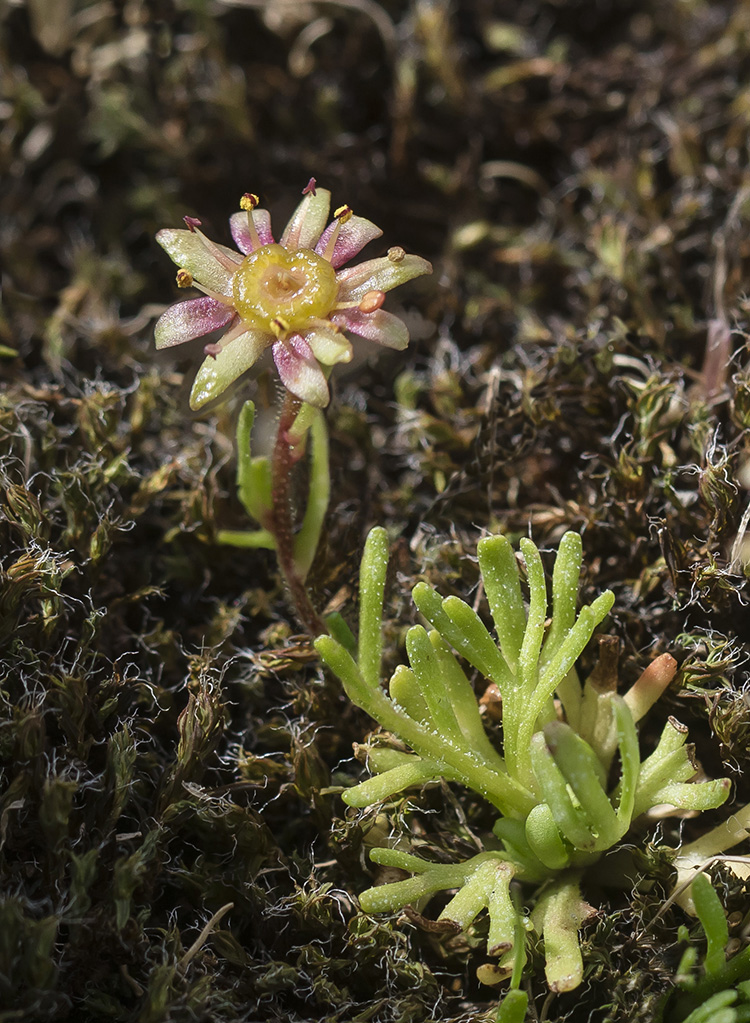 Изображение особи Saxifraga adenophora.