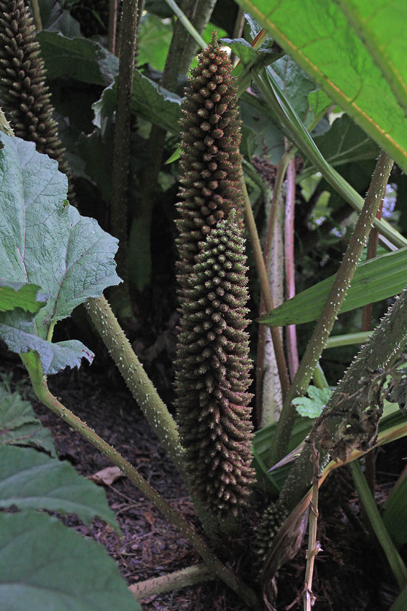 Изображение особи Gunnera tinctoria.