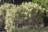Euonymus fortunei. Вегетирующее растение. Крым, городской округ Ялта, пгт Форос, парк. 25.09.2022.