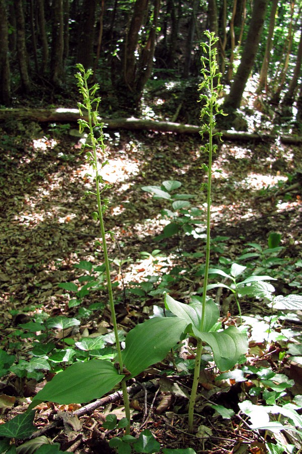 Изображение особи Listera ovata.