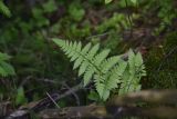 Dryopteris carthusiana. Вайя. Калужская обл., Боровский р-н, окр. ручья Межиха рядом с истоком, смешанный лес, затененный участок. 7 июня 2022 г.