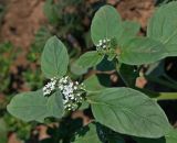 род Heliotropium