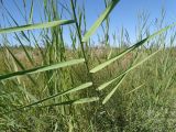 Phragmites australis