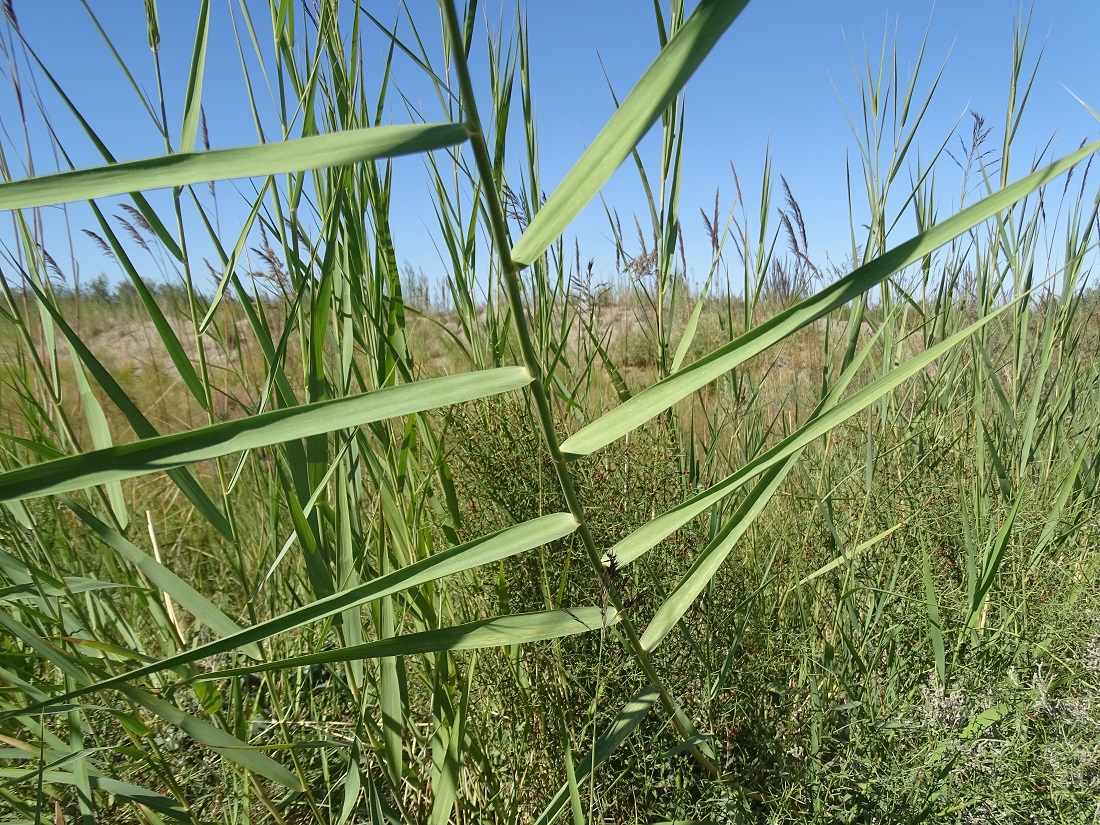 Изображение особи Phragmites australis.