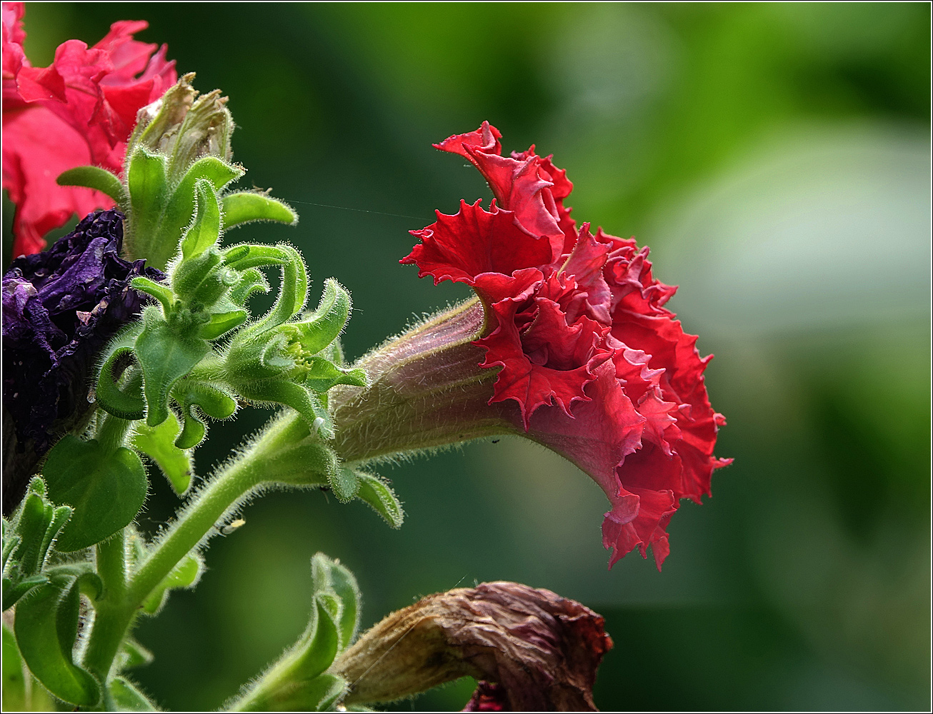 Image of Petunia &times; hybrida specimen.