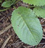 Dipsacus pilosus. Прикорневой лист. Москва, ГБС РАН, дендрарий, сорное. 16.09.2022.