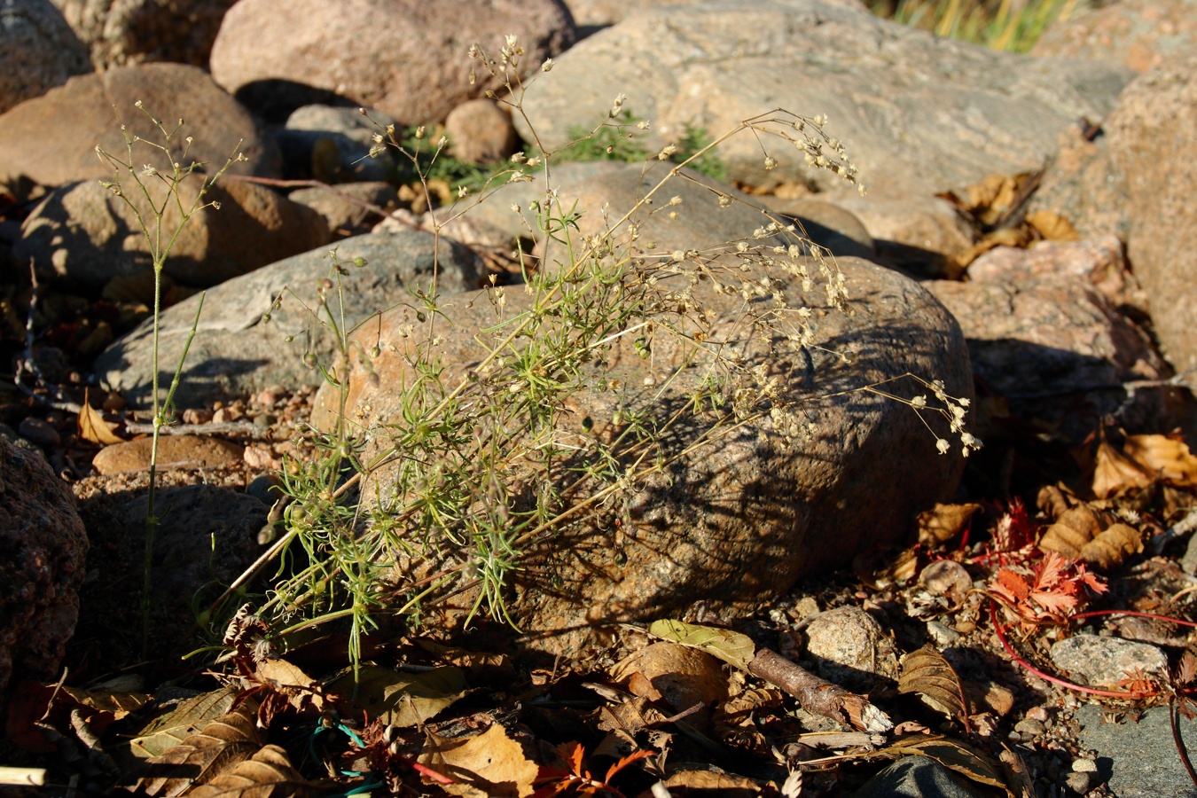 Image of Spergula arvensis specimen.