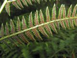 Athyrium filix-femina