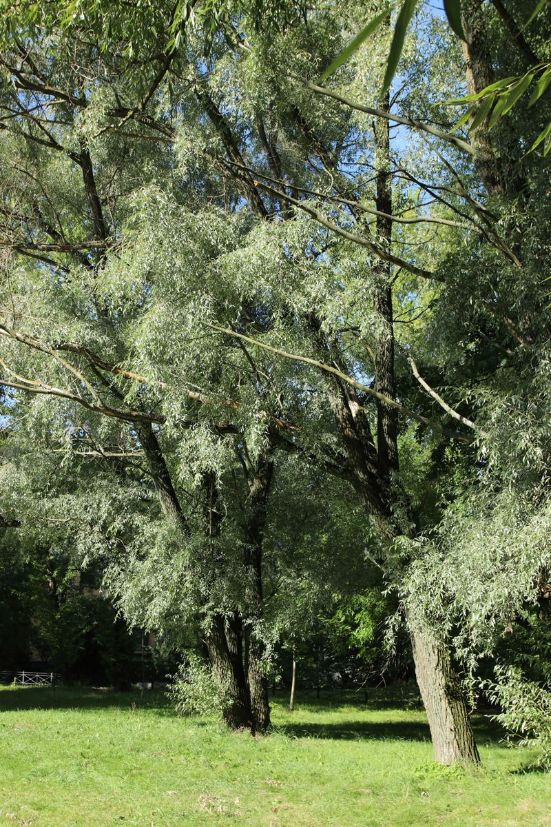 Image of Salix alba specimen.