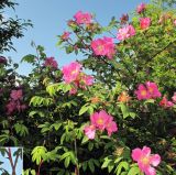 Rosa amblyotis