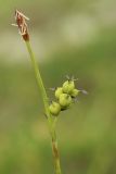 Carex subspecies quasivaginata