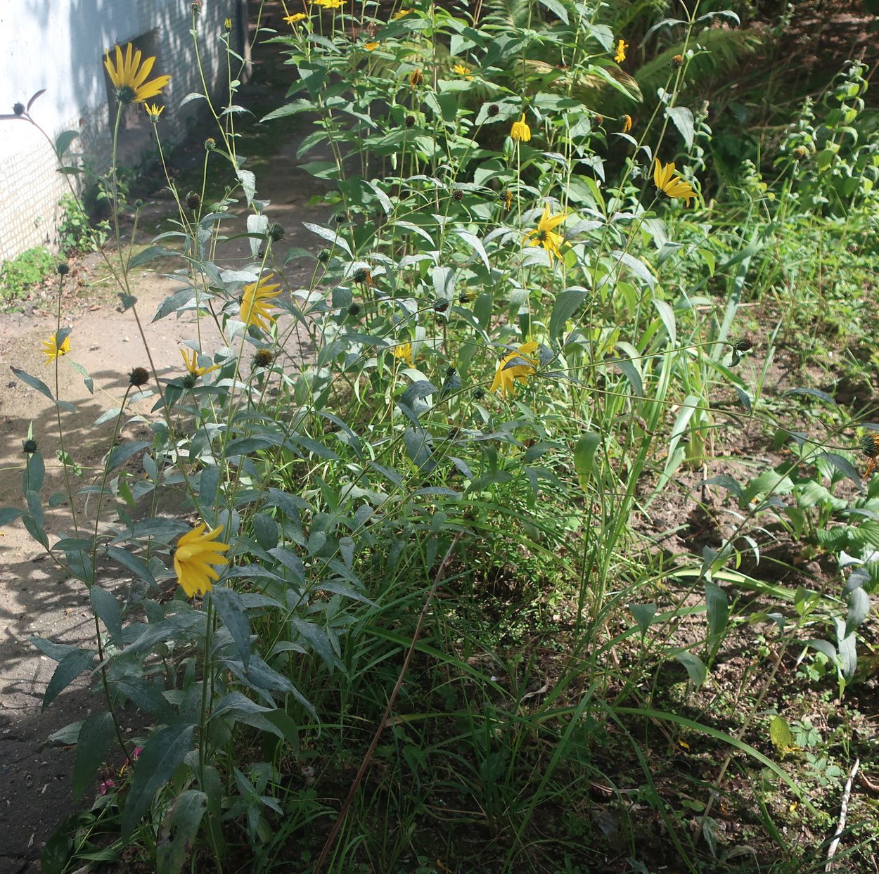 Image of genus Helianthus specimen.