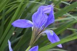 Iris unguicularis. Цветок (вид сбоку). Испания, автономное сообщество Каталония, провинция Жирона, комарка Баш-Эмпорда, муниципалитет Палафружель, ботанический сад \"Кап-Роч\". 19.03.2023.