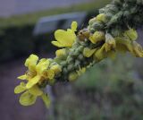 Verbascum densiflorum. Верхушка соцветия с цветками и плодами в каплях дождя. Москва, Аптекарский огород, экспозиция лекарственных растений, в культуре. 18.09.2022.