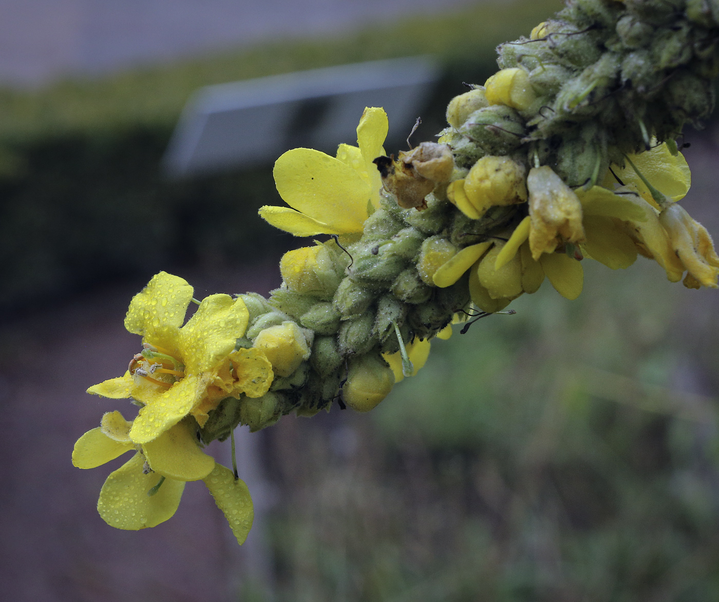 Image of Verbascum densiflorum specimen.