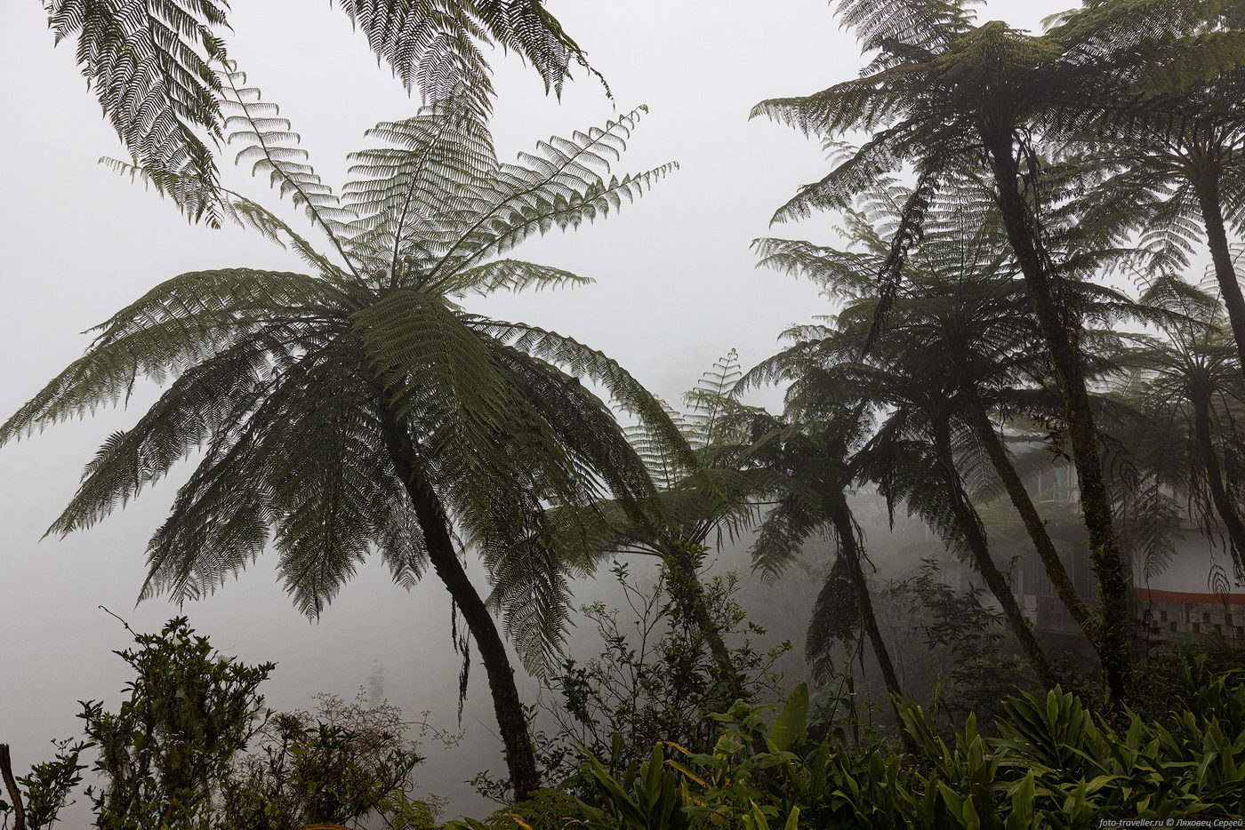 Изображение особи семейство Cyatheaceae.