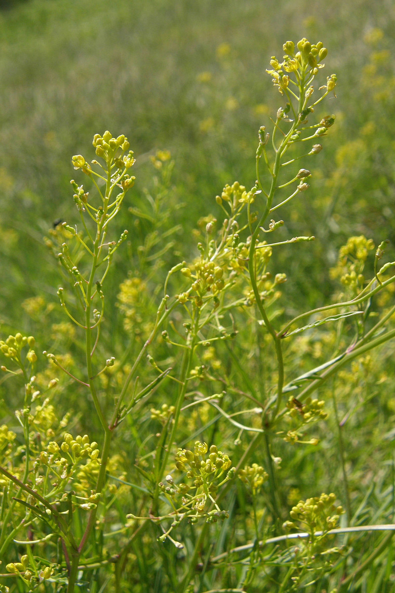 Image of Rorippa sylvestris specimen.