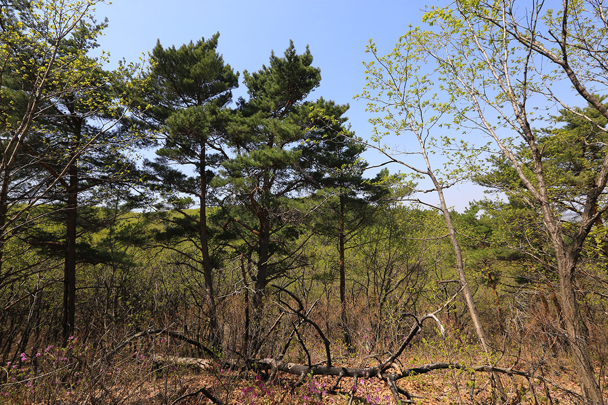 Image of Pinus &times; funebris specimen.