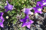 Campanula argunensis