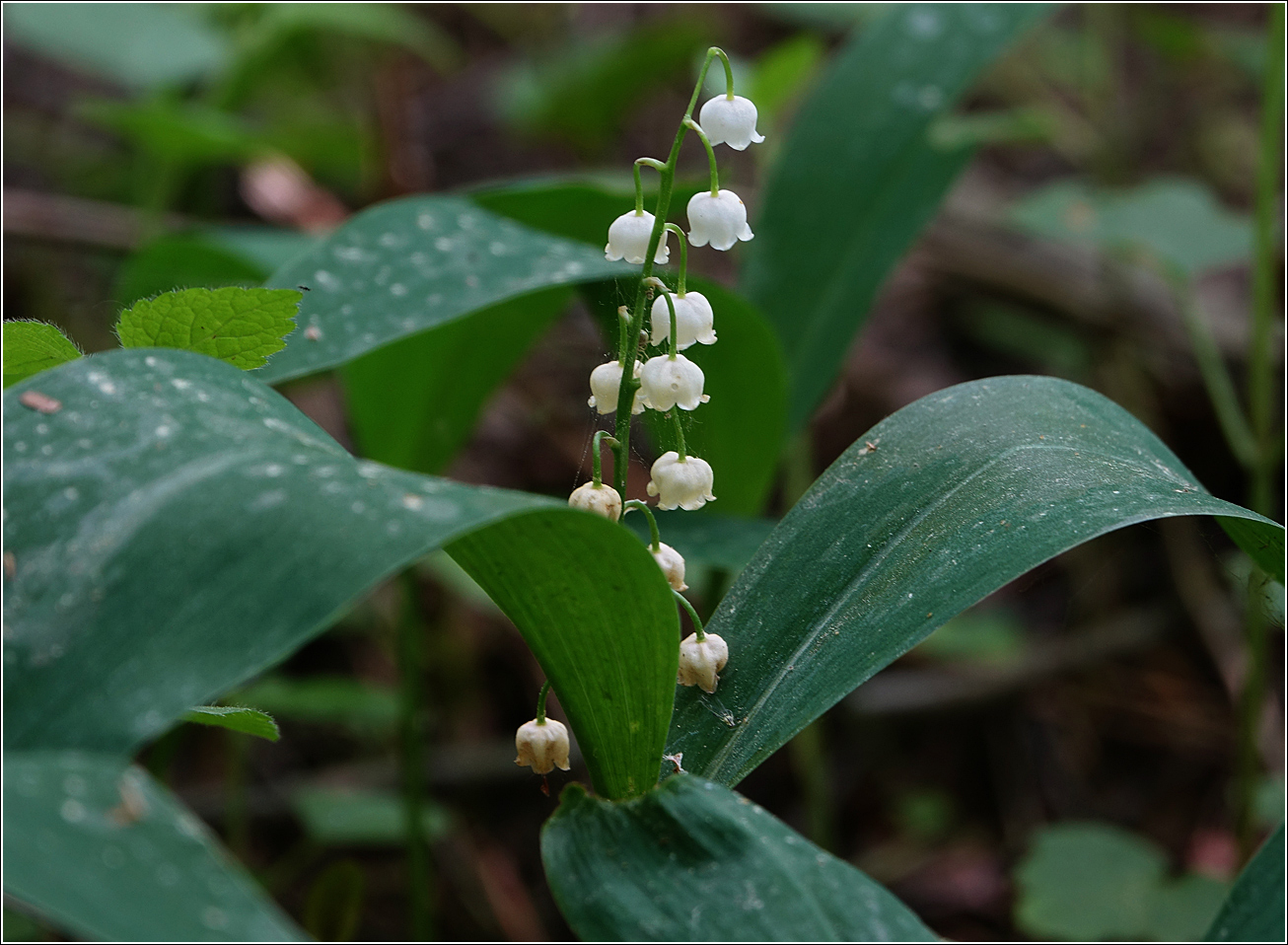 Изображение особи Convallaria majalis.