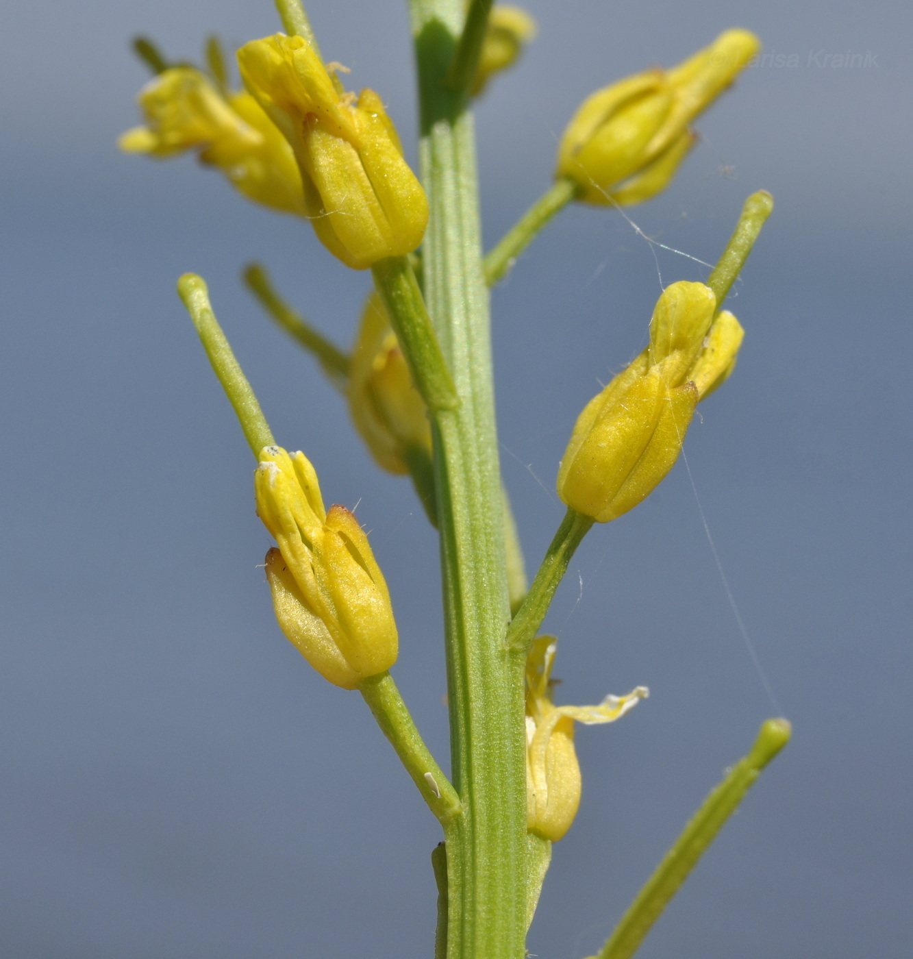 Image of Barbarea arcuata specimen.