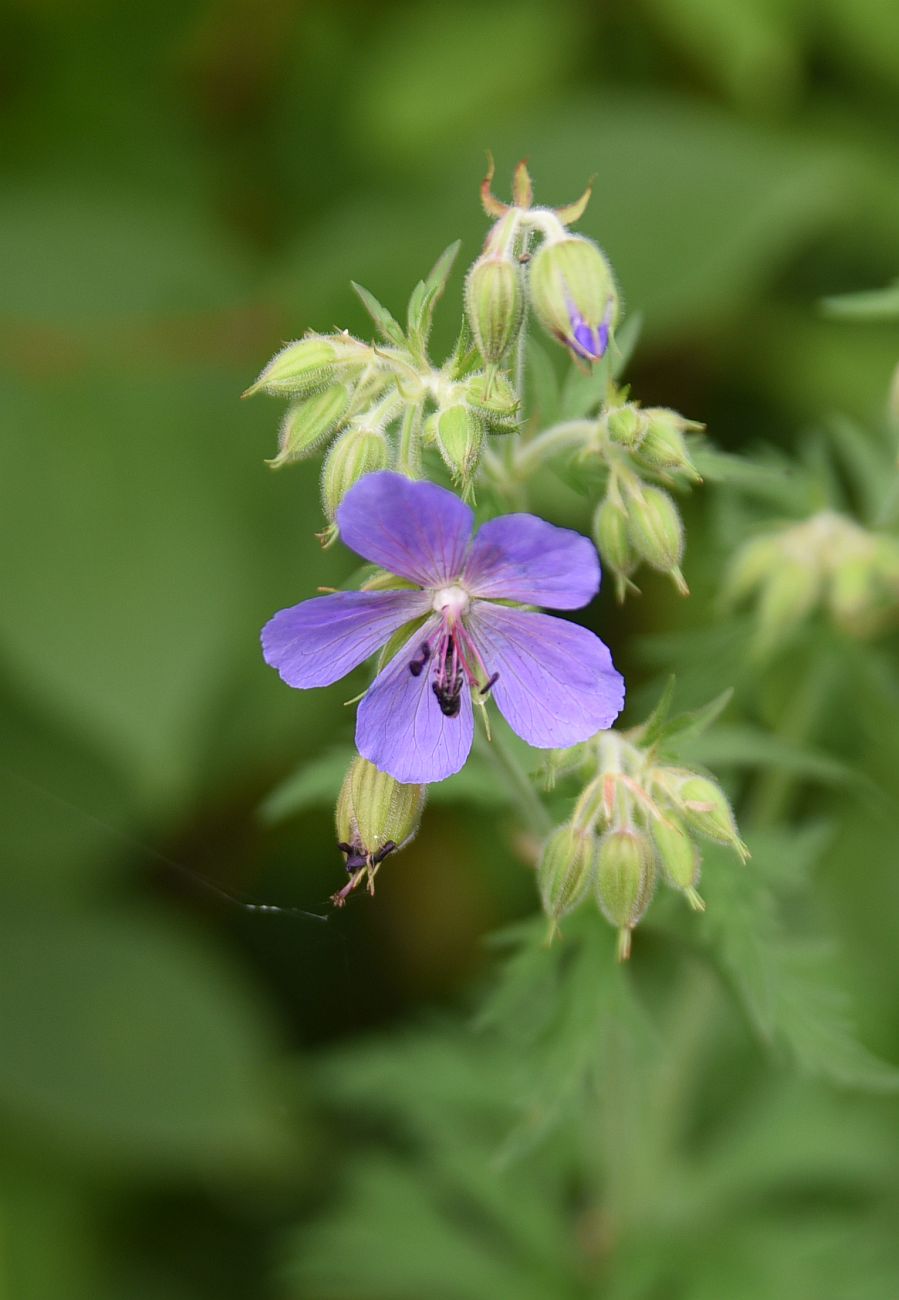 Изображение особи Geranium pratense.